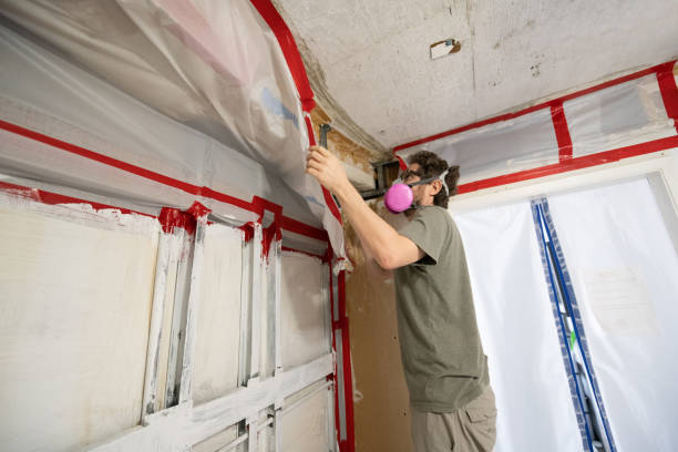 Reliable Gainesville, TX Mold Removal Solutions